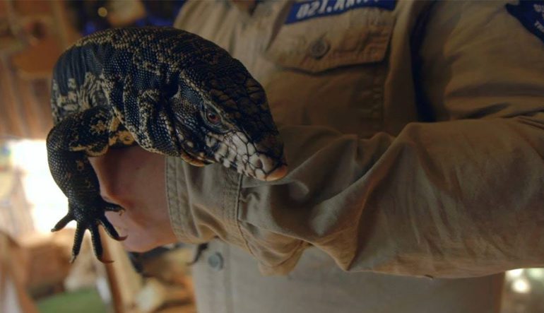 Go Wild at The Jungle Ranger’s Jungle Hut