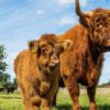Family-Run Farm Opens Doors for Visitors to Meet Highland Cattle
