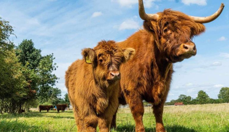 Colready Farm in Northamptonshire now welcomes visitors to meet and feed apples to their adorable Highland cows.