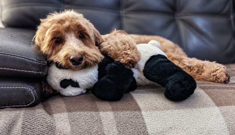 Protecting Your Furry Friends: Top Tips for a Stress-Free Firework Night