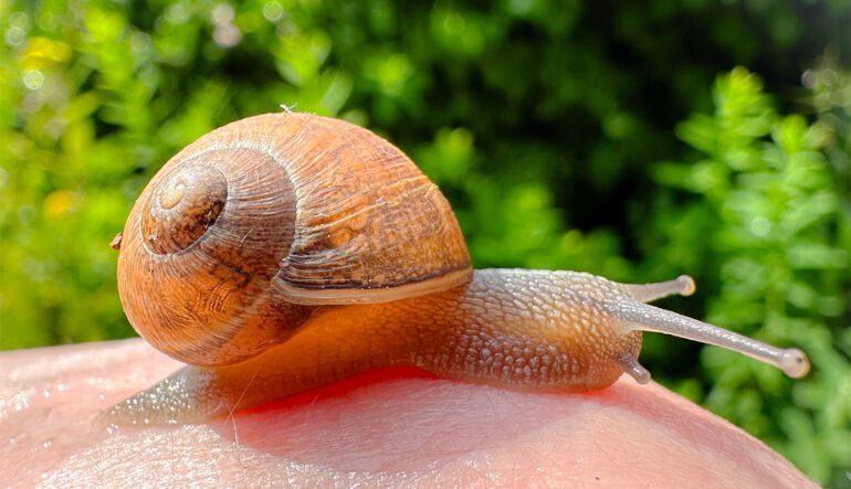 Tips to help keep snails and slugs off your veggies and Plants